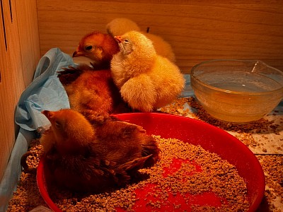 2025 Chicks
