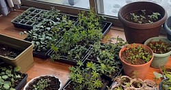 Check seedlings