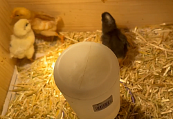 Check chicks water