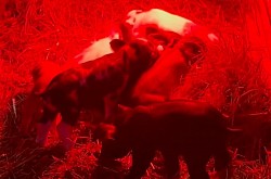 Check baby pigs