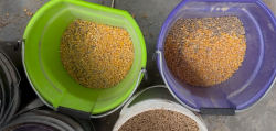 Mix Grain for Heifers