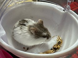 Hamster
