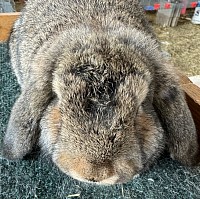 Mini Lop