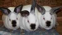 Meat Pen Rabbit