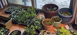 Plants