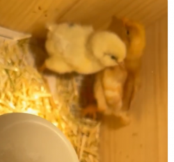 Chicks