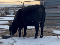 Calf