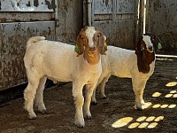 Goats