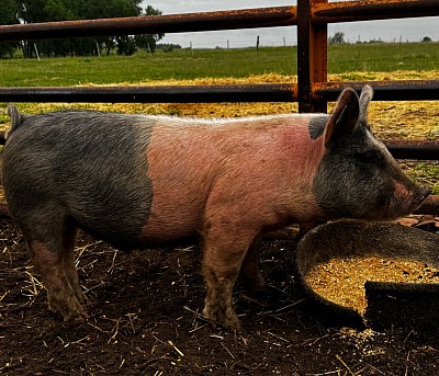 Lydia’s showpig