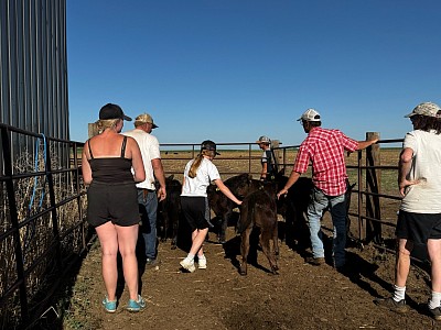 Working Calves