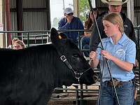 Angus show