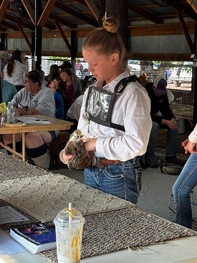 Rabbit Showmanship