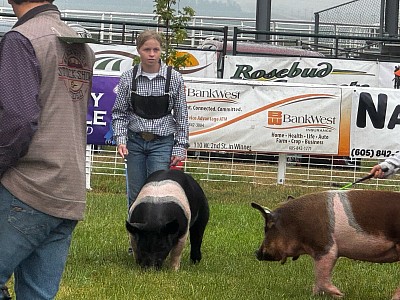 Swine Show