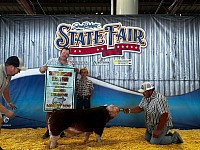 Pig Show