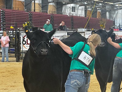 beef show