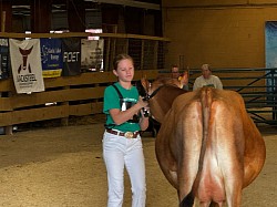 Dairy Showman