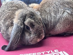 rabbits