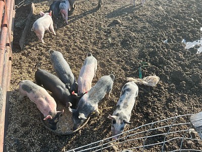 Piggies