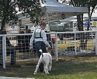 2025 Market Goats