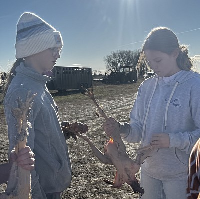 Angus butcher chickens