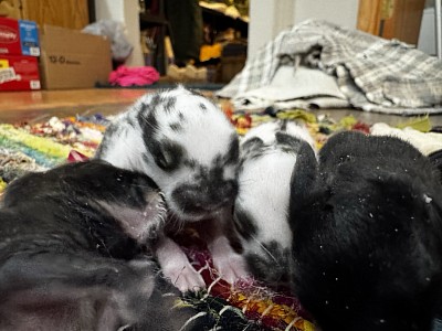 Frigid Cold Bunnies