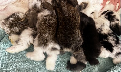 Growing Bunnies